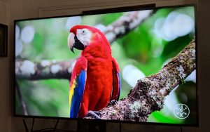 Hisense TV with image of parrot